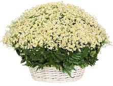 Цветочная композиция из Ромашки в корзине #REPLACE_PRED# Ивановском Курской области